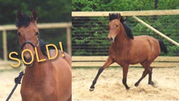classic Andalusian for sale